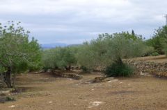 Le paysage qui change, des oliviers partout avec des murets de pierre