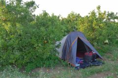 la tente au milieu des orangers