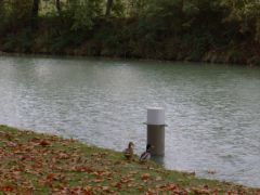 le couple cannard au bord du canal