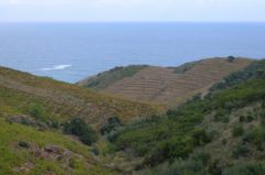 des vignes, de la montagne et de la mer